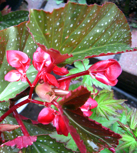 Ra Phú Quốc... tắm suối