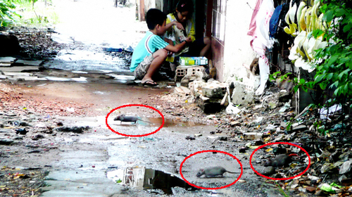 Bộ Y tế xác nhận virút gây suy thận từ chuột