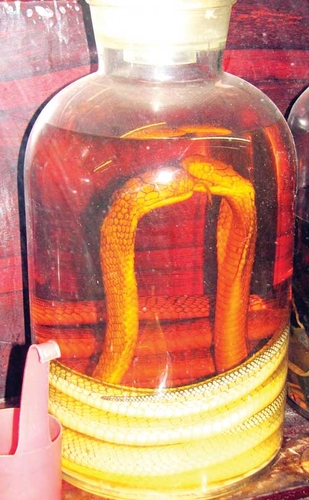 Rượu rắn làm mất khả năng sinh sản