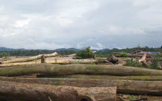 Từ lâu đã có chuyện lợi dụng chính sách, phá rừng giàu