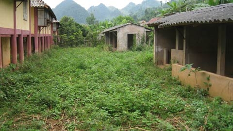 Thủy điện Sơn La: Bò siêu xương, tre chết rạp ngoài đồi