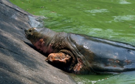 Chưa là Quốc bảo, cụ Rùa đã lại 'nổi lên'