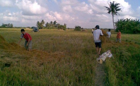 Thất nghiệp, về đâu Hai lúa?