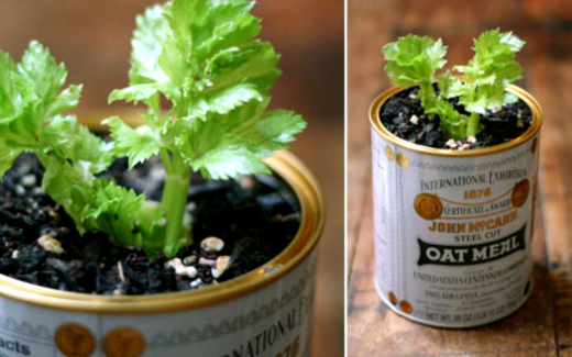 Độc chiêu trồng rau Thạch Sanh, ăn hết lại có