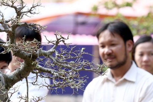 Ngắm cổ vật, gỗ lũa, cây cảnh ở Thành Cổ Hà Nội