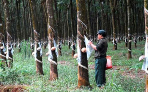 GS Nguyễn Ngọc Lung kể chuyện Global Witness và rừng Việt Nam