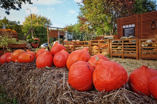 Đừng bỏ qua 10 hoạt động này kẻo ‘lỡ hẹn’ với mùa thu Ba Lan