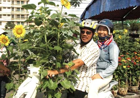 Hoa kiểng Tết: Khan hàng, giá cao