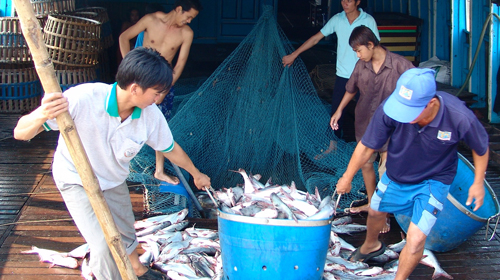 “Lật kèo” hợp đồng mua bán cá tra