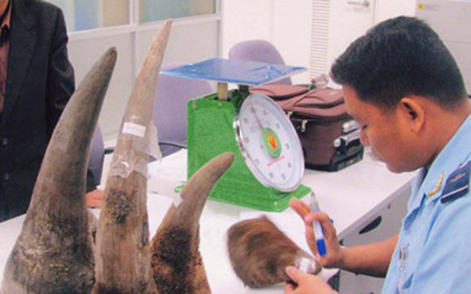 Có bảo kê đưa sừng tê giác vào Việt Nam