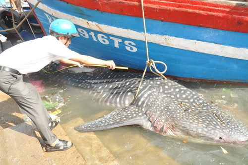 Cá nhám giá 12 triệu đồng