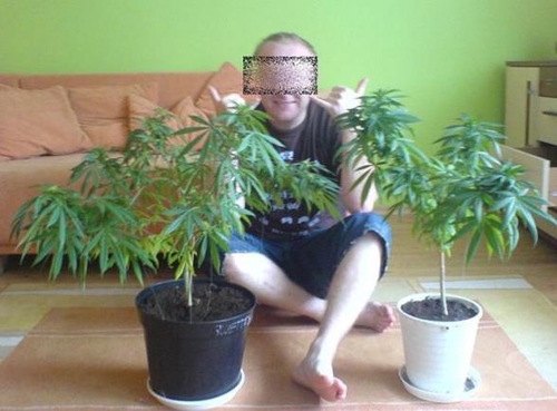 Phá một đường dây trồng và buôn bán cần sa của người Việt Nam, 12 người bị bắt