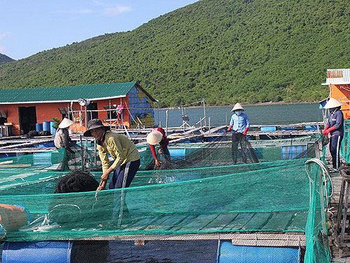 VỤ “NGƯỜI TRUNG QUỐC NUÔI CÁ TRÁI PHÉP”: Hậu quả chưa nghiêm trọng lắm(!?)