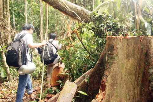 Phá rừng để... hái hạt