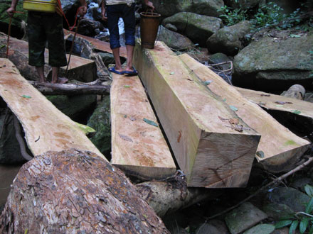 Dân thảnh thơi đốn cây xẻ gỗ, kiểm lâm “không nỡ bắt”