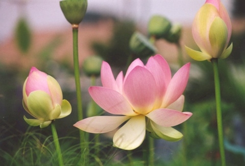 Quốc hoa: Đừng "đua đòi" kiểu phong trào