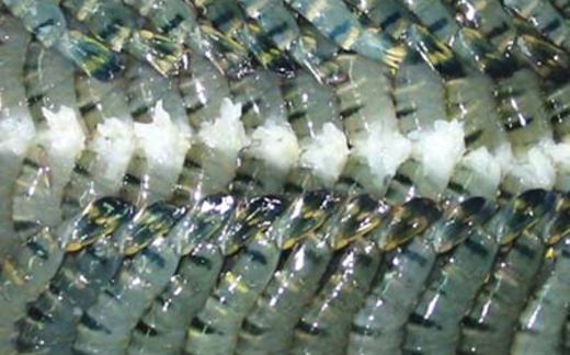 Bơm hóa chất, nước bẩn tăng trọng lợn gà, tôm cá