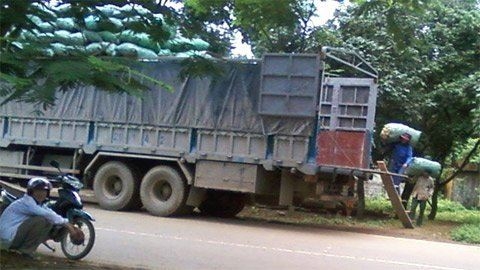 Thương lái Trung Quốc lại tận thu dây gai