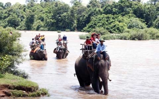 Đắk Lắk: Oằn mình cõng khách du lịch, voi chết vì kiệt sức