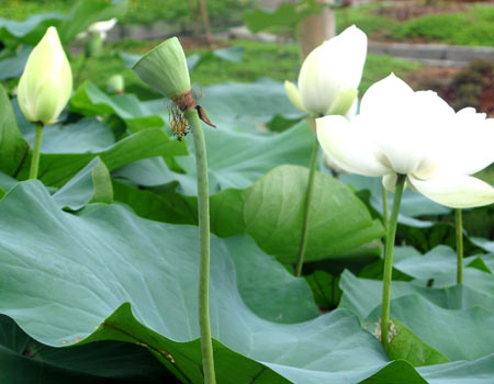 Gần 20 năm dựng làng nghề ở ngoại thành Sài Gòn