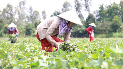 TQ đầu tư ở châu Phi: Bài học thức tỉnh Việt Nam