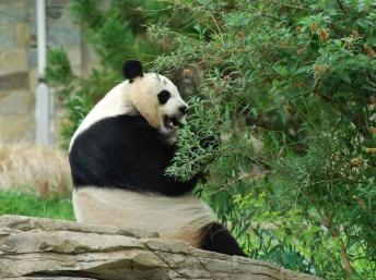 Mượn gấu Panda: Đàm phán cấp nguyên thủ Pháp-Trung