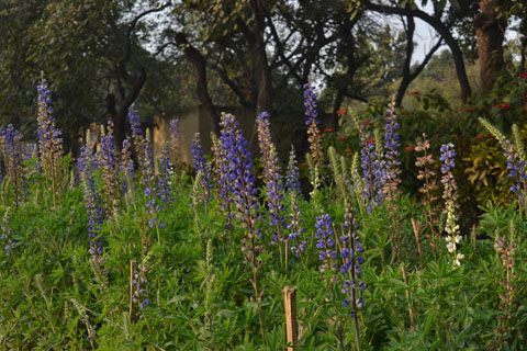 Giữa Ấn Độ nhớ hơi ấm quê hương