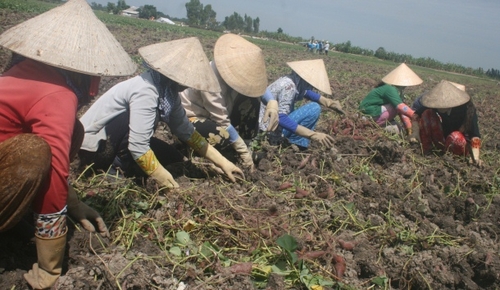 Chuyện bỏ lúa trồng khoai cho thương gia TQ