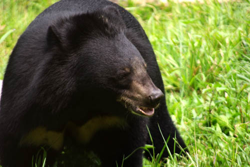 Pan Tadeusz (ciąg dalszy – 42)