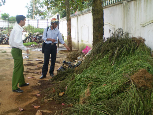 Trồng cần sa tràn lan ở Tây Nguyên
