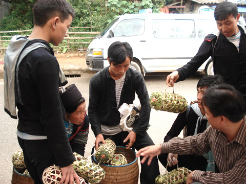 Sa Pa mùa đào ‘rọ’