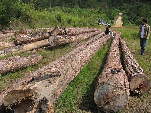 Không còn nhận ra Đà Lạt !