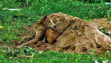 Chú chó 'tuyệt thực' bên mộ chủ suốt hơn 2 tuần