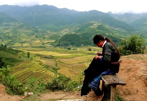 Mùa vàng Mù Cang Chải