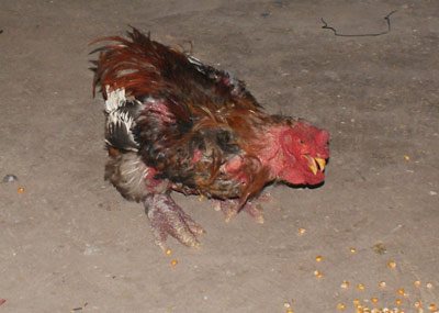 Chi chục triệu mua gà Đông Cảo ăn Tết