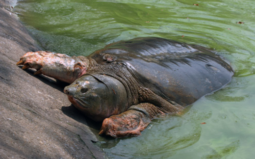 Rùa Hồ Gươm là "bảo vật Quốc gia", nên không?