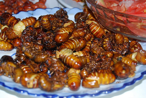 Ăn nhộng ve ở Hòn Tre