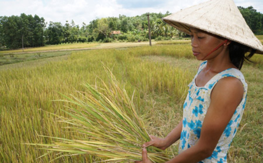 Báo động việc nông dân bỏ ruộng: Không bỏ ruộng thì... đói