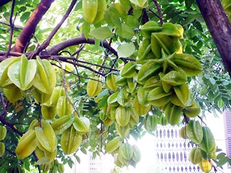 Thời giám đốc ngại… trúng thầu!
