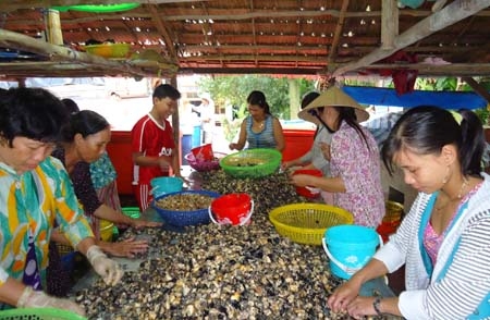 Đằng sau việc Trung Quốc bỗng mua ốc bươu vàng tại ĐBSCL