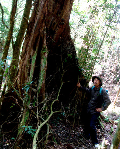 Huyền thoại về loại gỗ dùng để ướp xác người