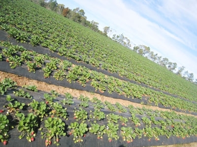 Du học sinh làm thêm ở xứ chuột túi