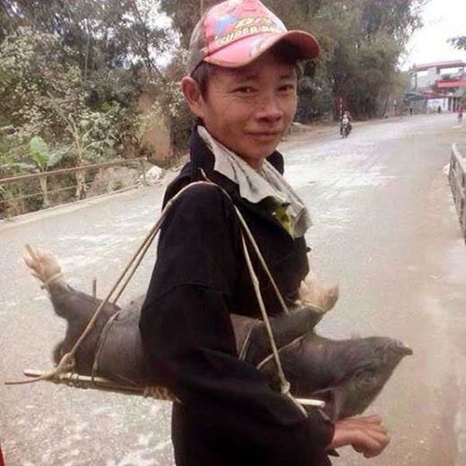 Tôi nuôi lợn ỉ