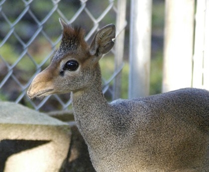 Doanh nhân, công chức nhậu thịt thú rừng nhiều nhất!!!