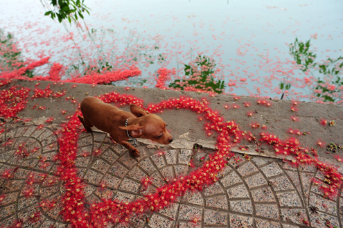 Lộc vừng trải thảm đỏ bên hồ Gươm