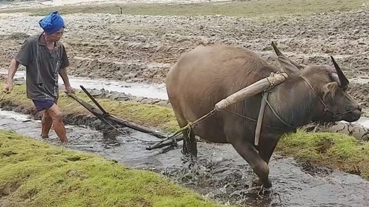 Chẳng khác gì ông Quan Công