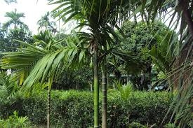 Ai bảo đi"Tây" là sướng! 
    Phần 13- Quyết định cuối cùng