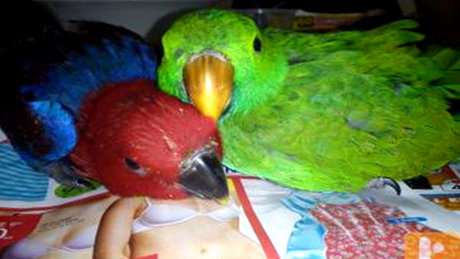 Vui buồn chuyện người Úc gốc Việt nuôi động vật