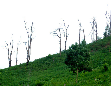 Ồ ạt phá rừng phòng hộ để trồng sắn