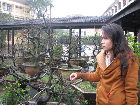 Rét đậm, chủ vườn lo sốt vó vì mai “ngủ” đông